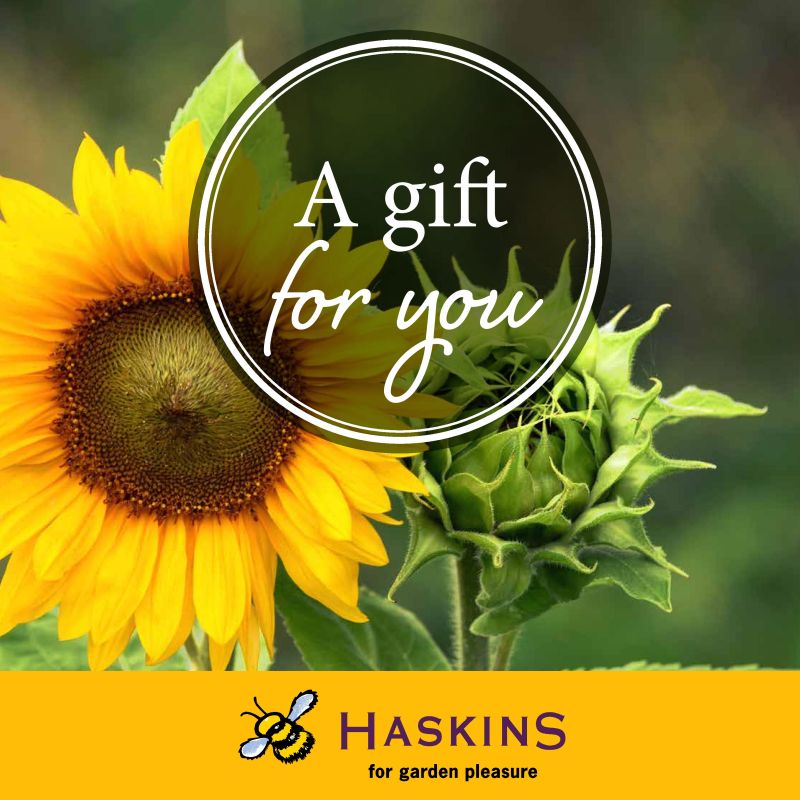 A Gift For You - Sunflower